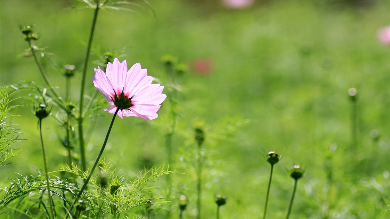 令人陶醉的鮮花壁紙 #6 - 1366x768