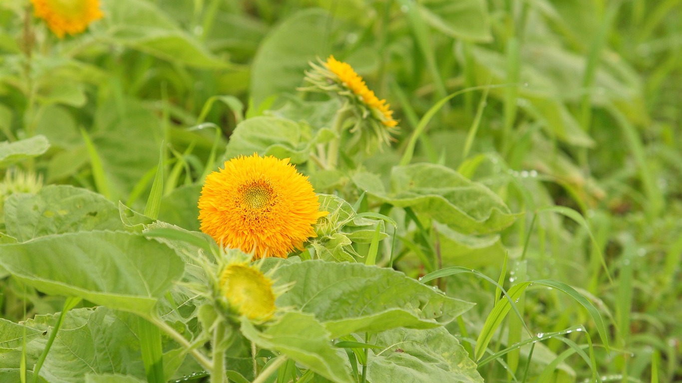 Enivrantes fleurs fond d'écran #8 - 1366x768