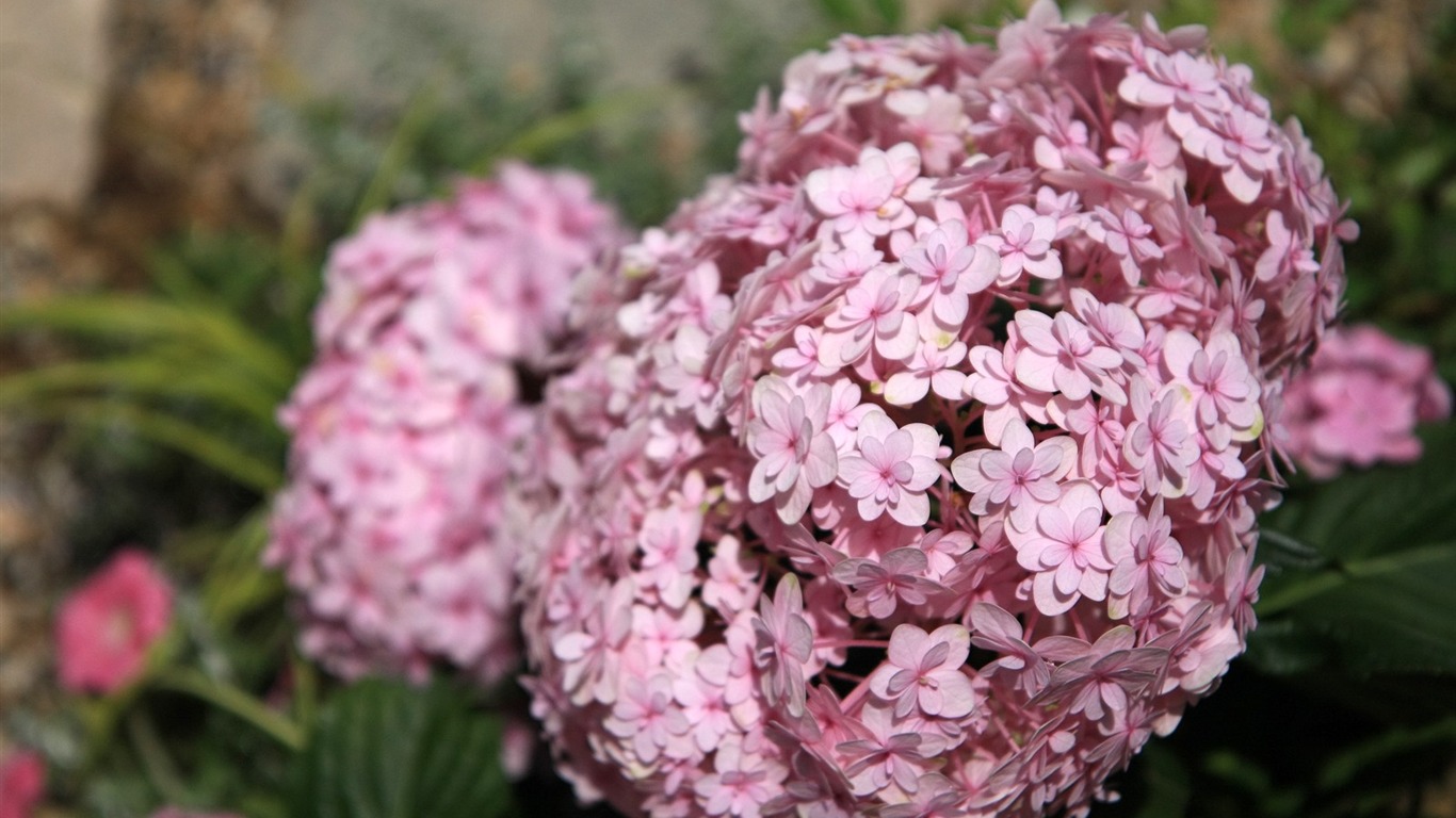 Enivrantes fleurs fond d'écran #9 - 1366x768