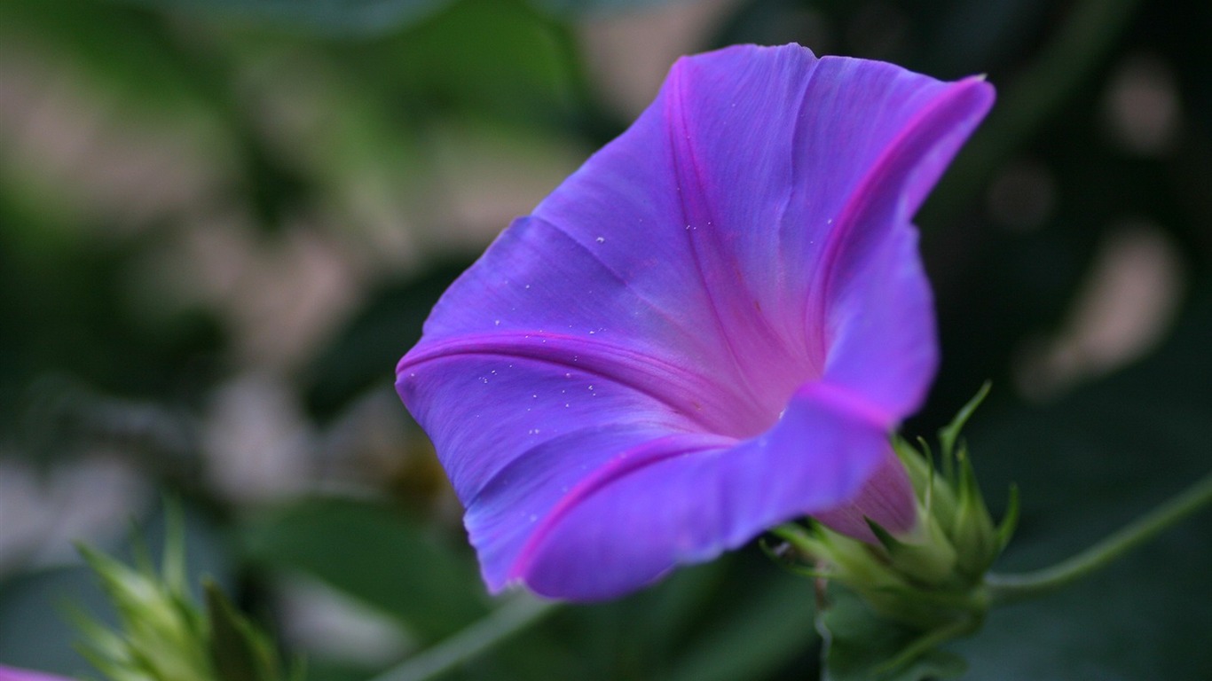 Enivrantes fleurs fond d'écran #10 - 1366x768