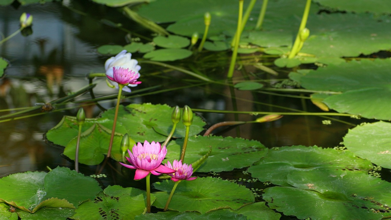 Enivrantes fleurs fond d'écran #11 - 1366x768