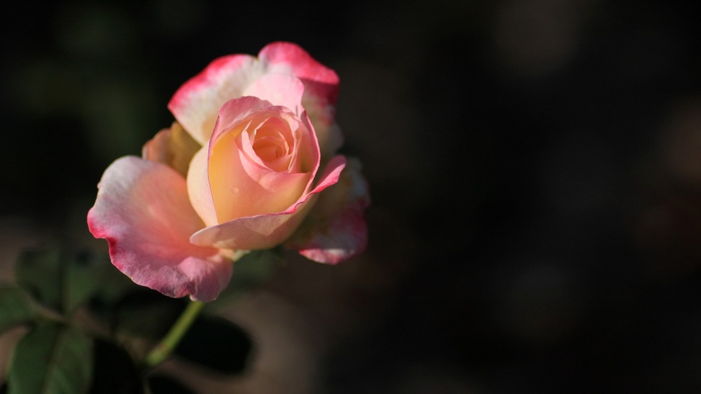令人陶醉的鮮花壁紙 #14 - 1366x768