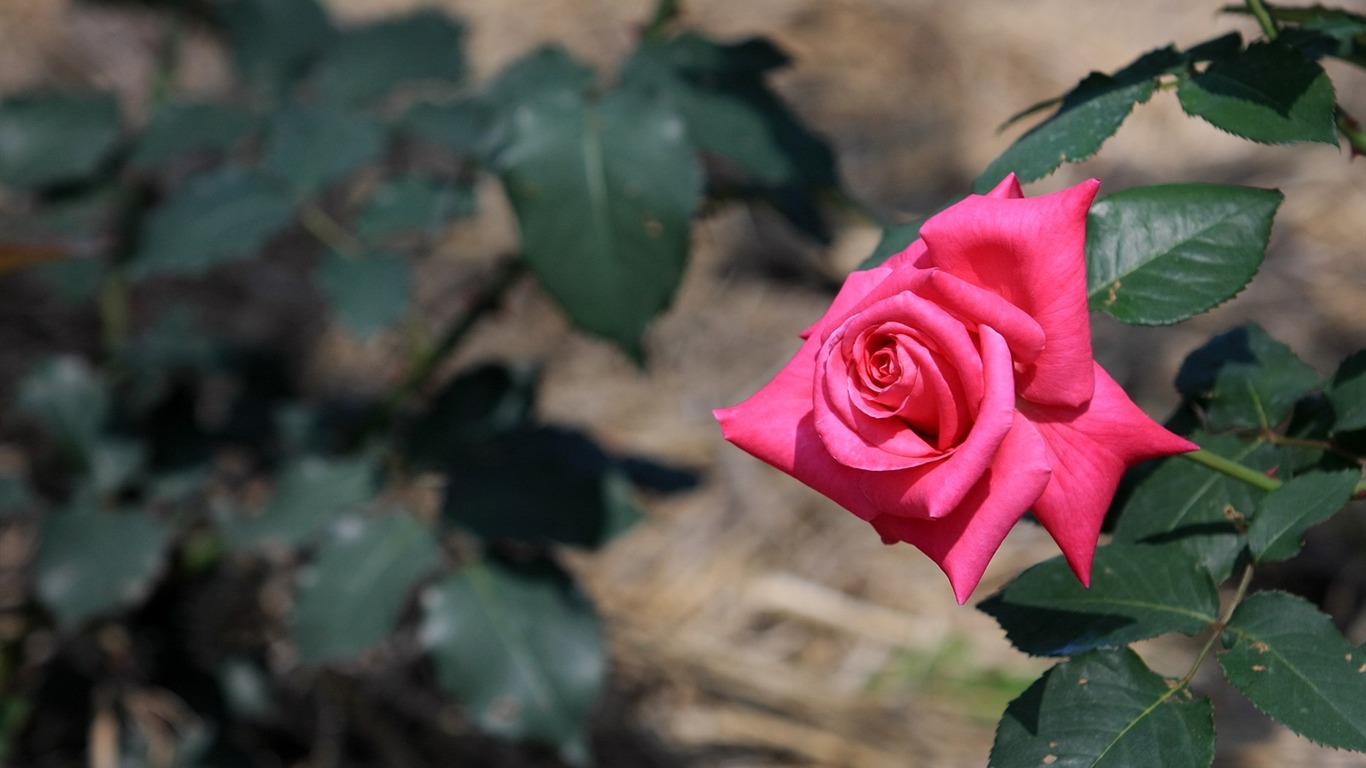 Enivrantes fleurs fond d'écran #15 - 1366x768