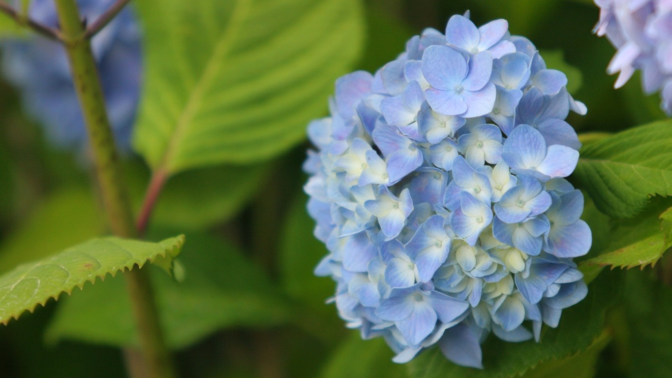 令人陶醉的鮮花壁紙 #16 - 1366x768