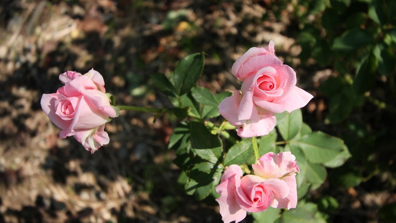 Enivrantes fleurs fond d'écran #17 - 1366x768