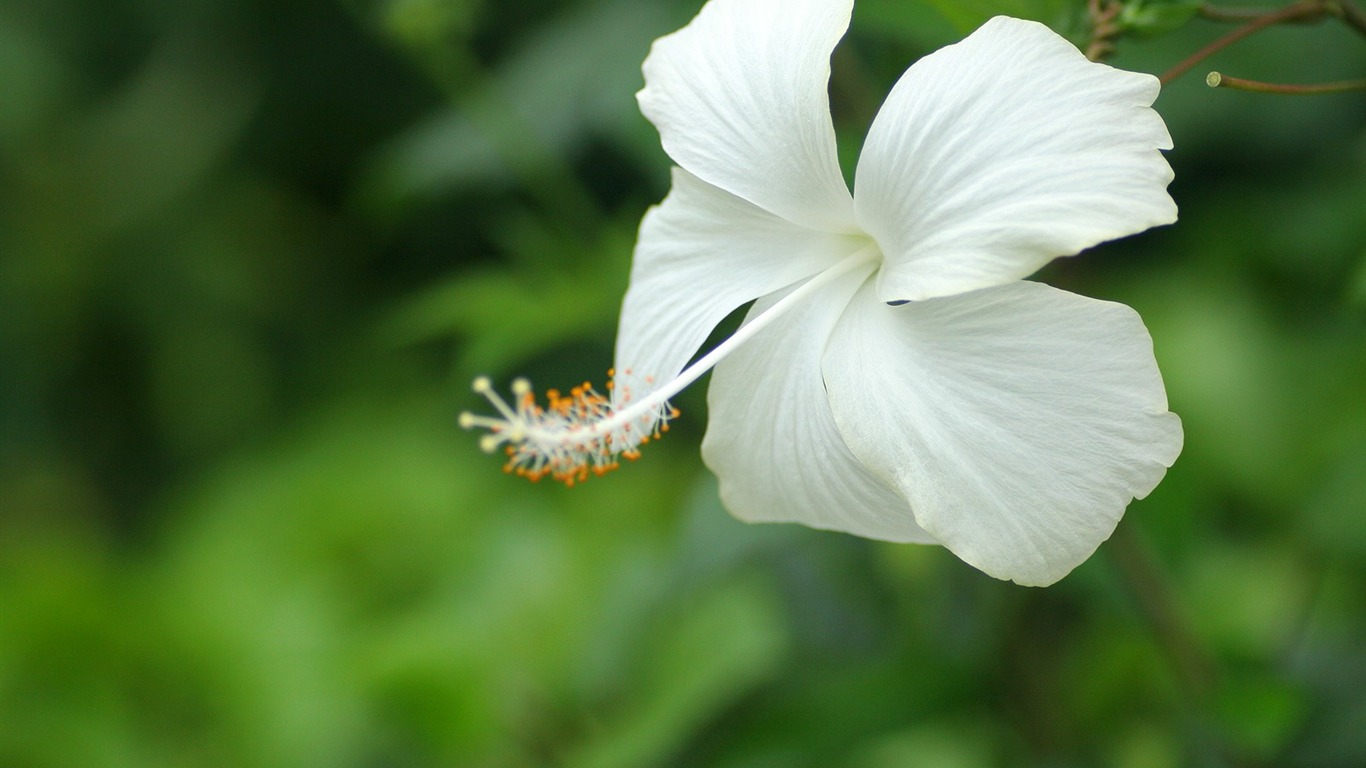 Enivrantes fleurs fond d'écran #18 - 1366x768