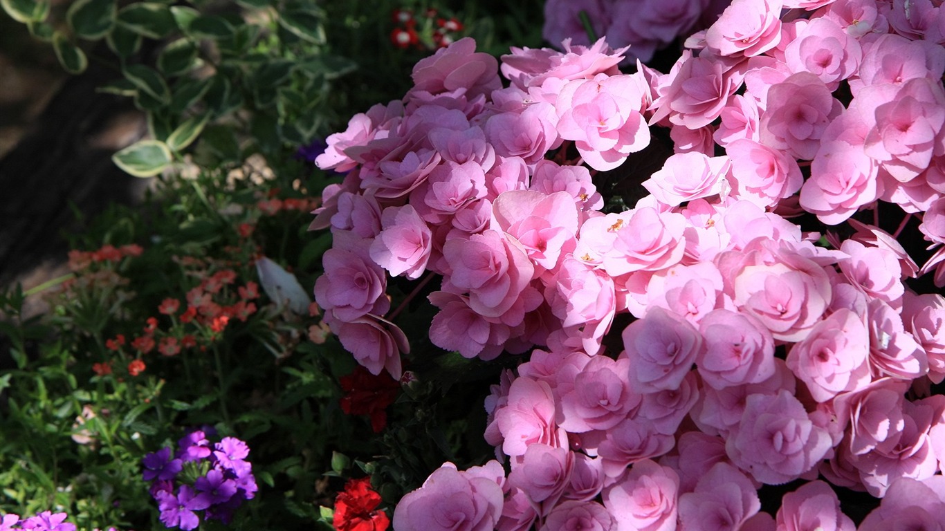 Enivrantes fleurs fond d'écran #19 - 1366x768