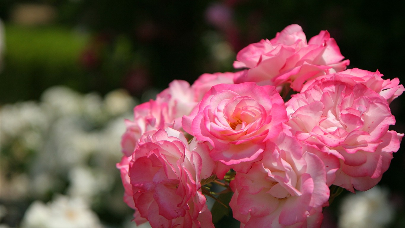 Enivrantes fleurs fond d'écran #20 - 1366x768