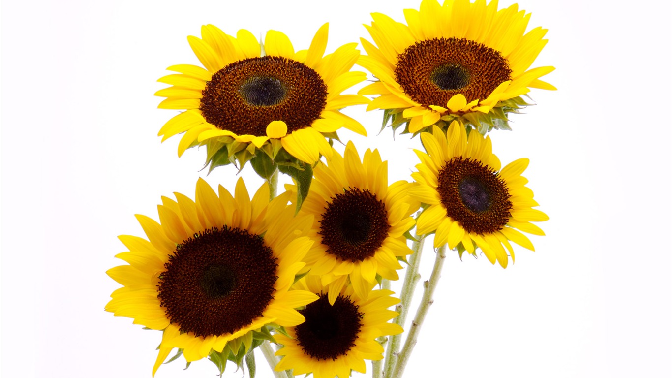 Sunny photo de tournesol HD Wallpapers #3 - 1366x768