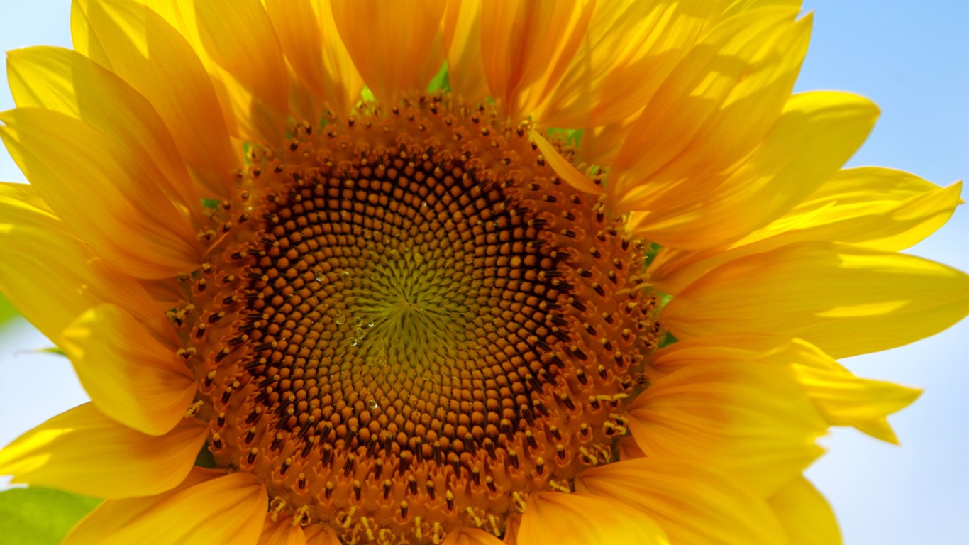 Sunny slunečnice foto HD Tapety na plochu #4 - 1366x768