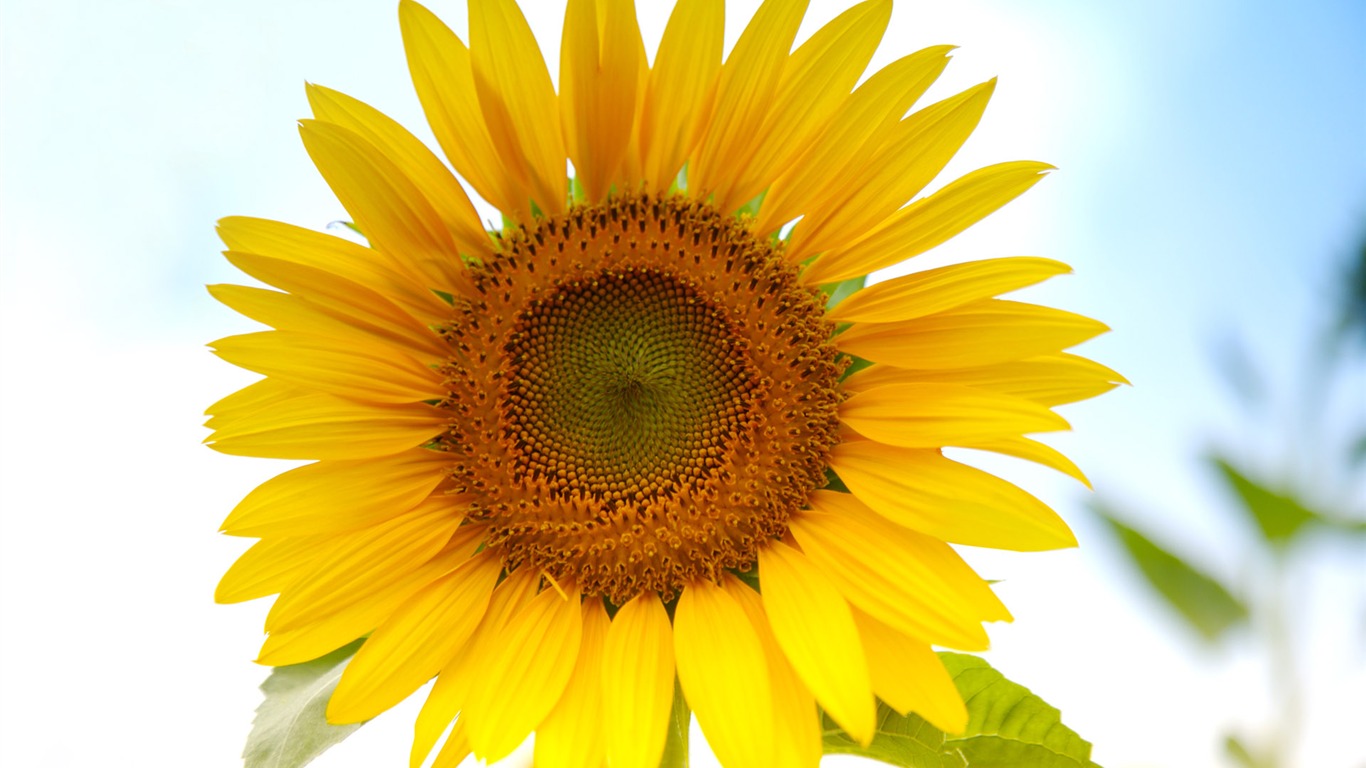 Sunny sunflower photo HD Wallpapers #5 - 1366x768