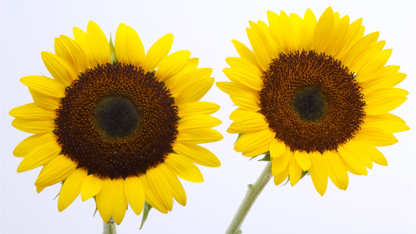 陽光 葵花寫真高清壁紙 #6 - 1366x768