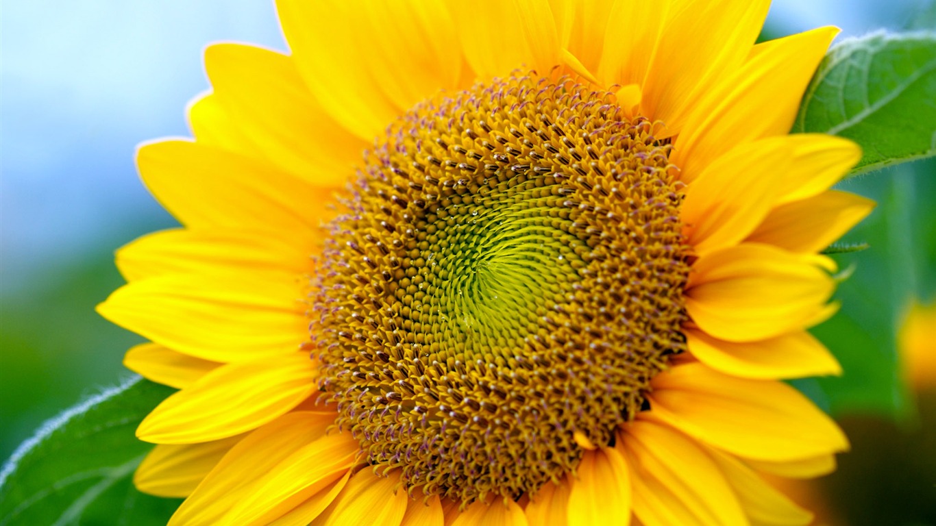 Soleado foto de girasol HD Wallpapers #7 - 1366x768