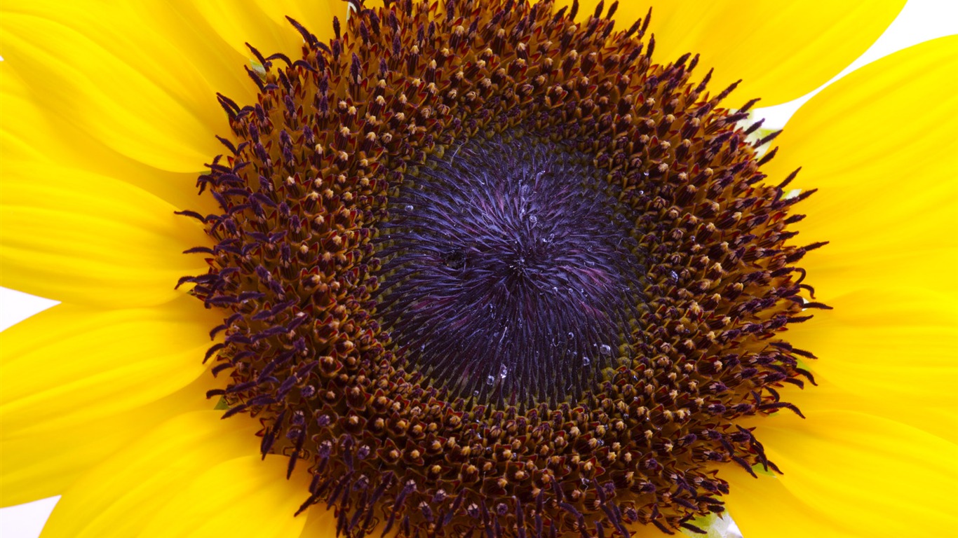 陽光 葵花寫真高清壁紙 #8 - 1366x768