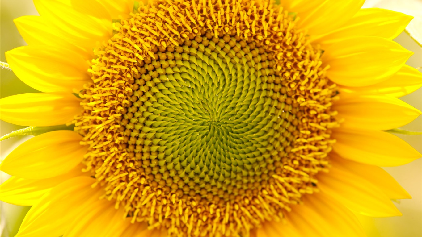 Soleado foto de girasol HD Wallpapers #11 - 1366x768