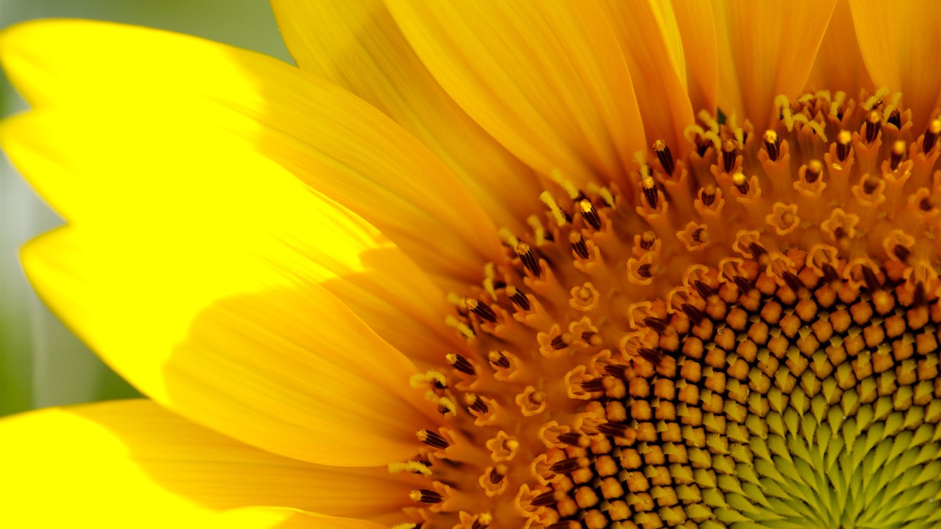 Sunny slunečnice foto HD Tapety na plochu #12 - 1366x768