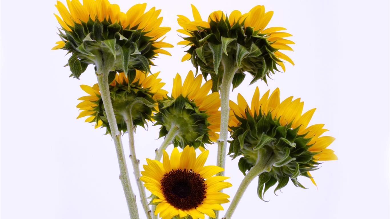 Sunny sunflower photo HD Wallpapers #13 - 1366x768