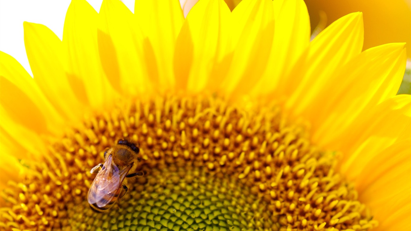 Sunny sunflower photo HD Wallpapers #17 - 1366x768