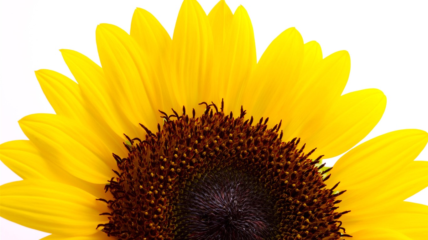 Sunny sunflower photo HD Wallpapers #18 - 1366x768