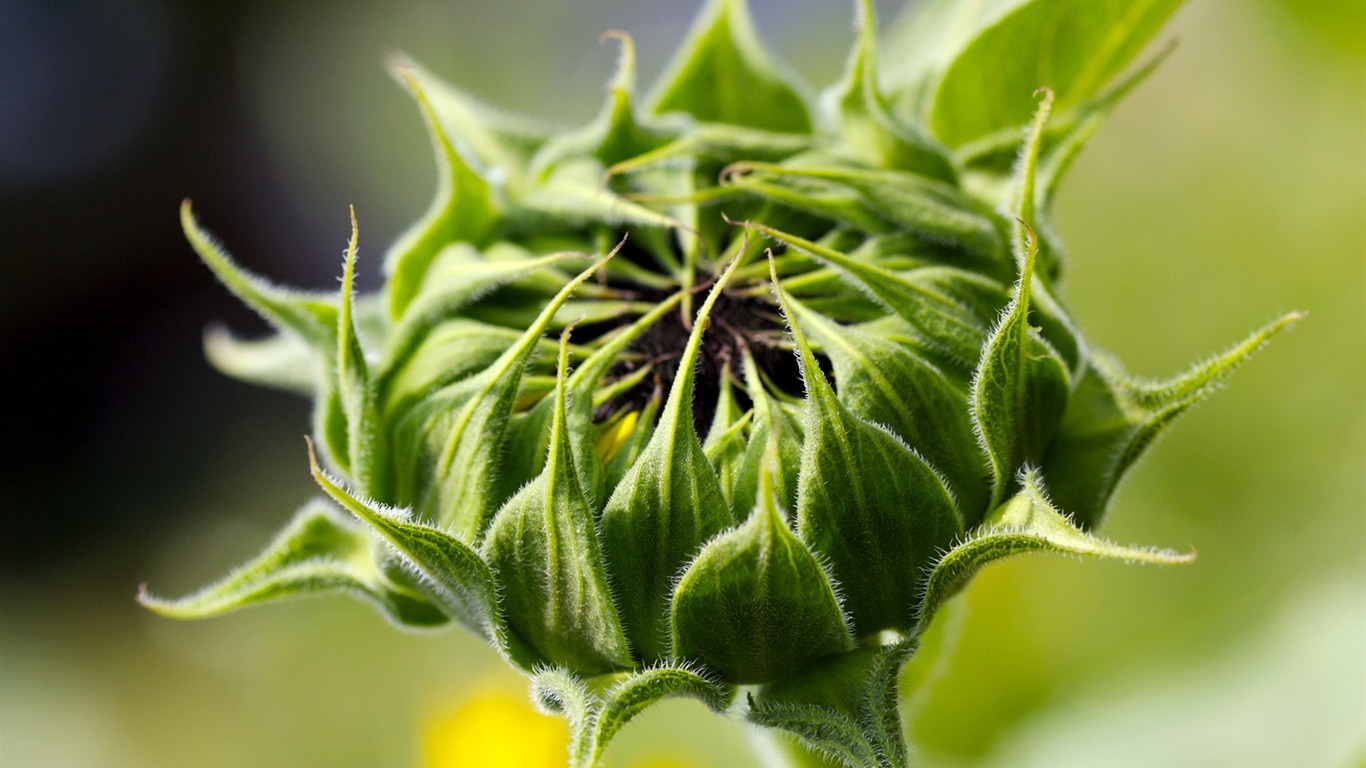 Sunny sunflower photo HD Wallpapers #19 - 1366x768