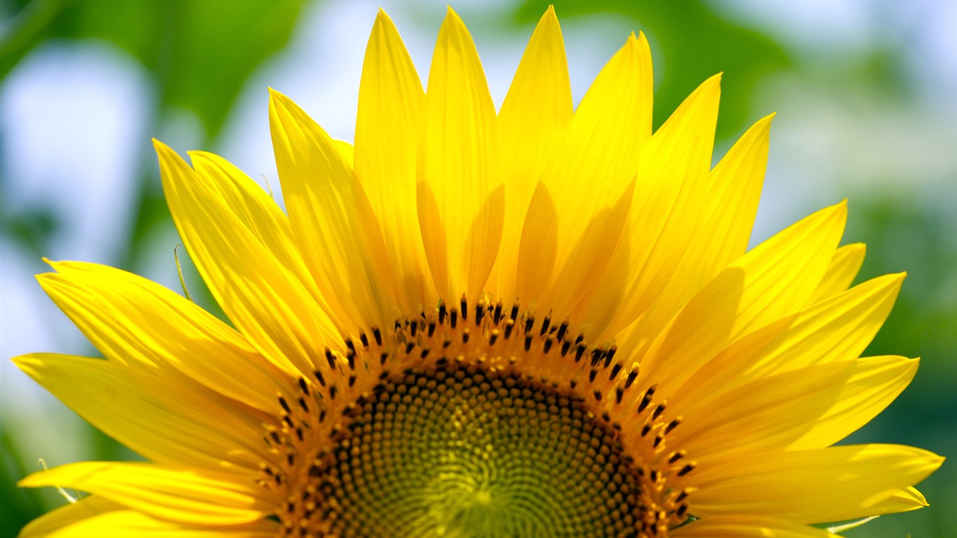 Sunny slunečnice foto HD Tapety na plochu #20 - 1366x768