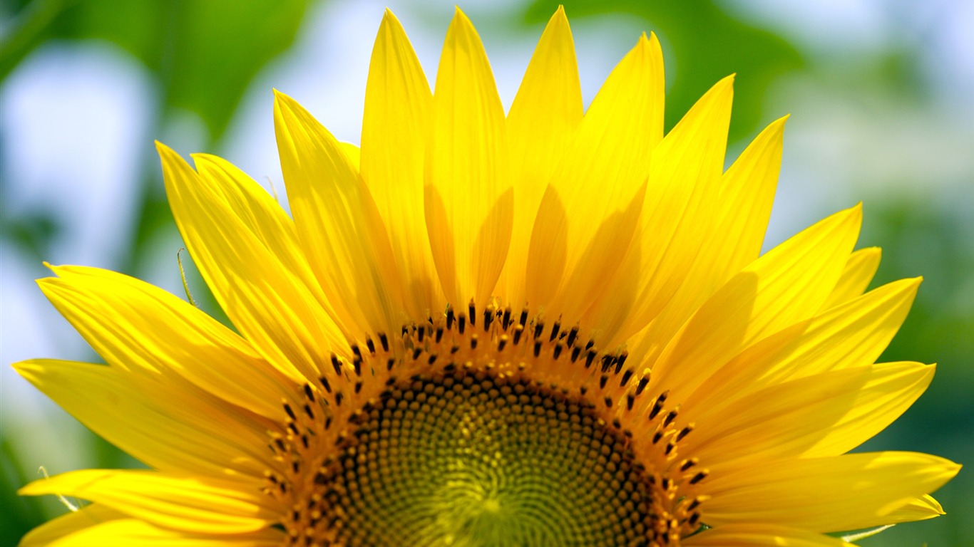 Soleado foto de girasol HD Wallpapers #20 - 1366x768