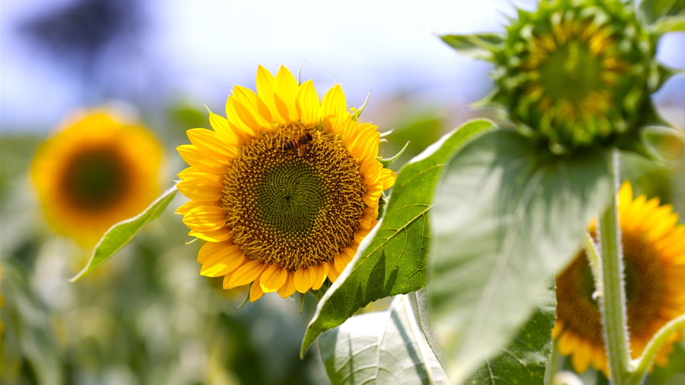 Sunny sunflower photo HD Wallpapers #21 - 1366x768