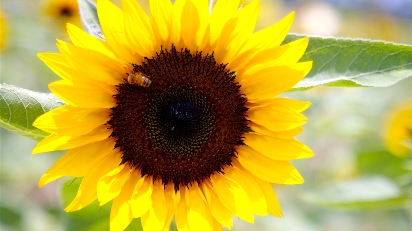 Sunny sunflower photo HD Wallpapers #22 - 1366x768