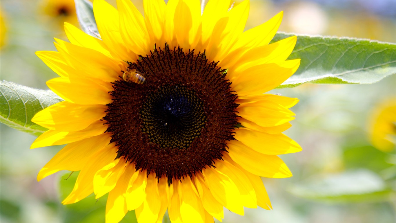 Sunny photo de tournesol HD Wallpapers #22 - 1366x768