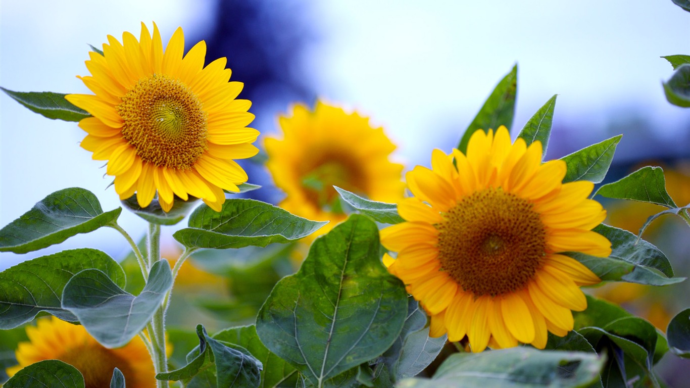 Sunny sunflower photo HD Wallpapers #23 - 1366x768