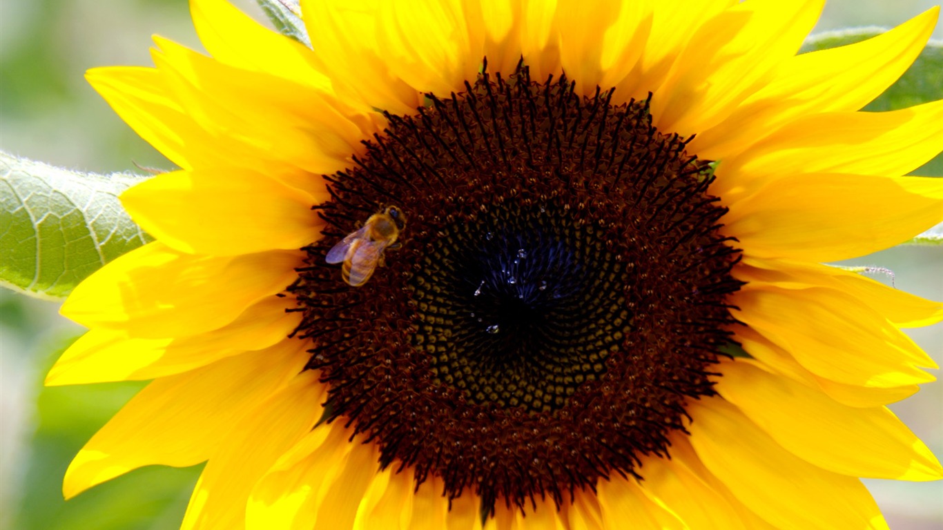 Sunny sunflower photo HD Wallpapers #24 - 1366x768