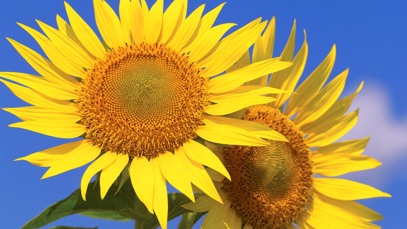 Sunny Sonnenblume Foto HD Wallpapers #25 - 1366x768