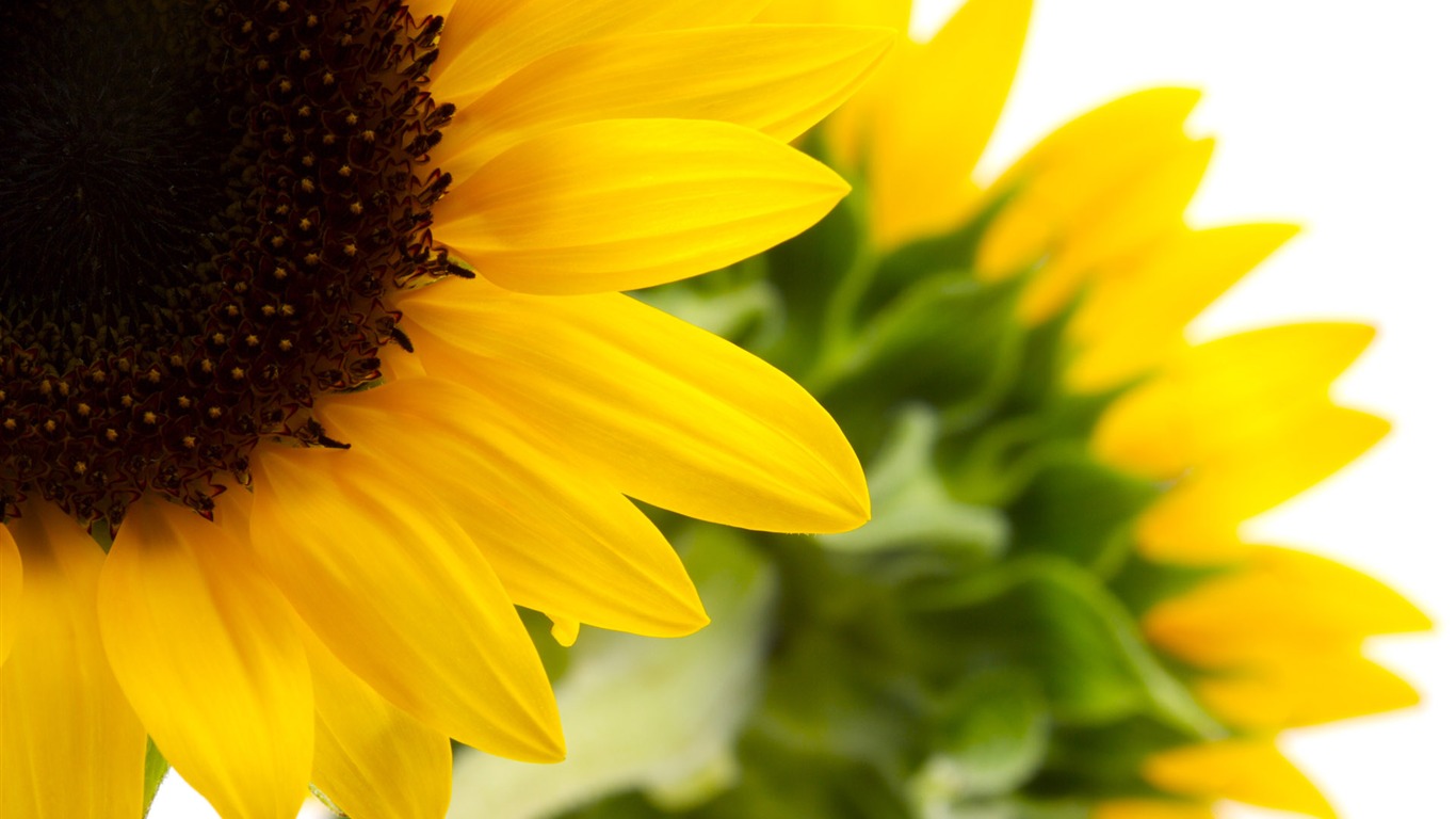 Sunny sunflower photo HD Wallpapers #26 - 1366x768