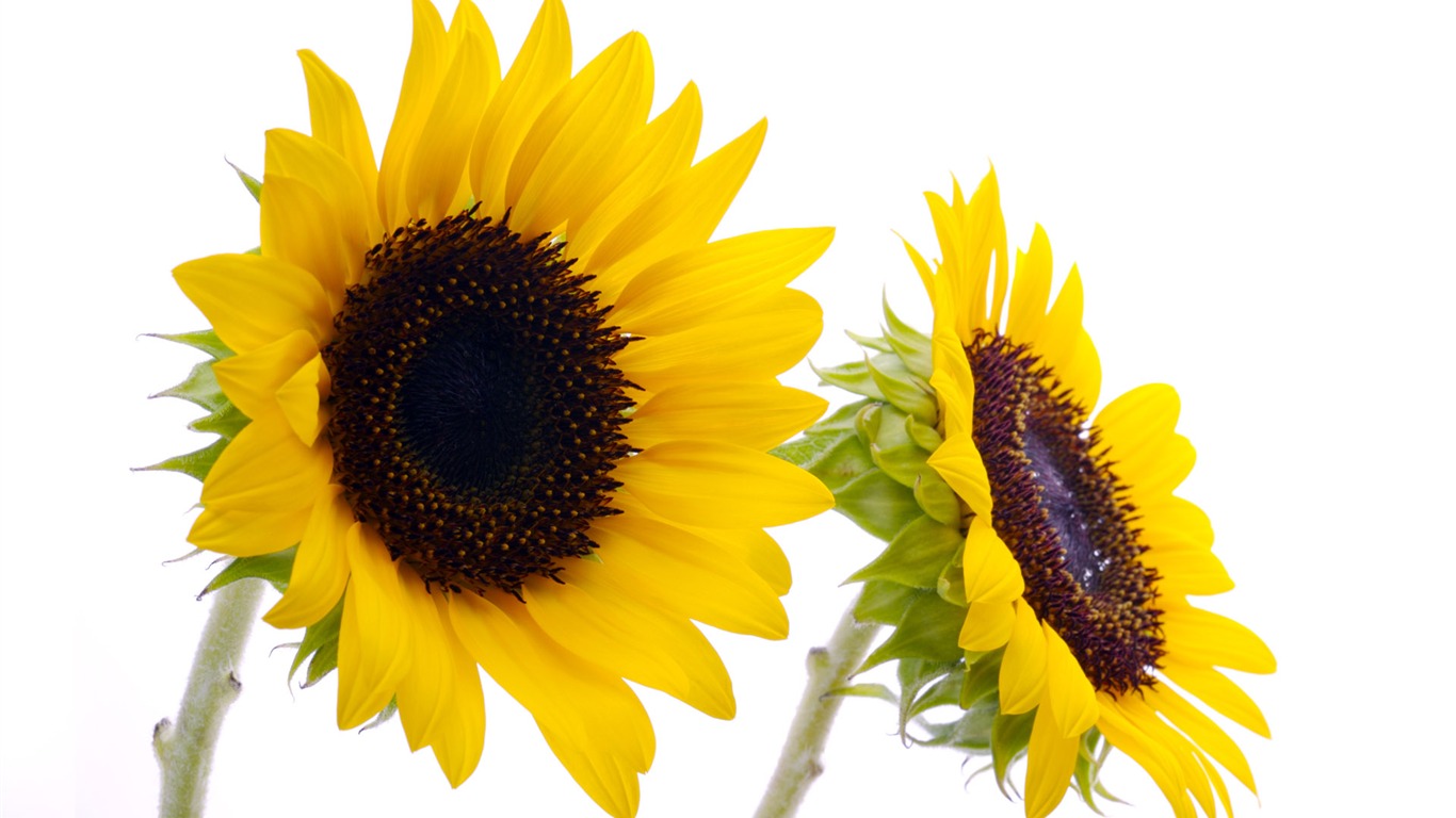 Sunny sunflower photo HD Wallpapers #28 - 1366x768