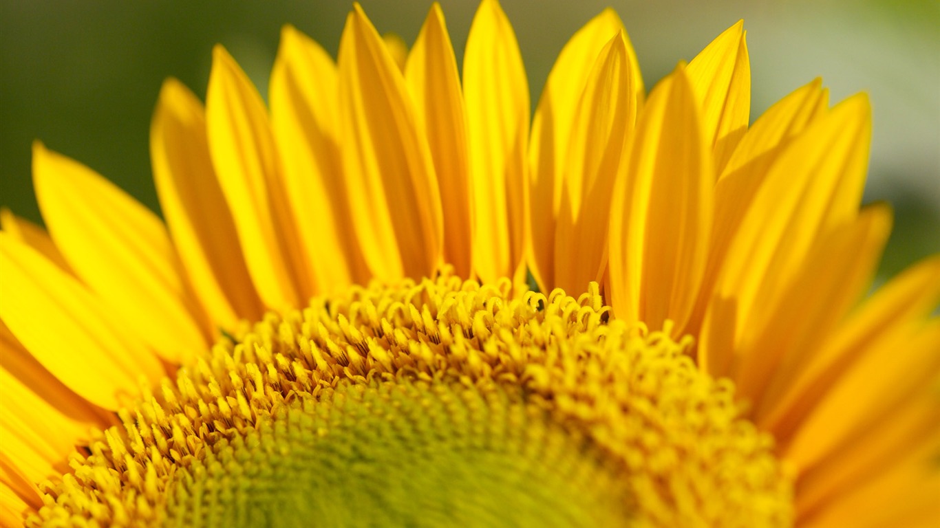 Sunny sunflower photo HD Wallpapers #29 - 1366x768
