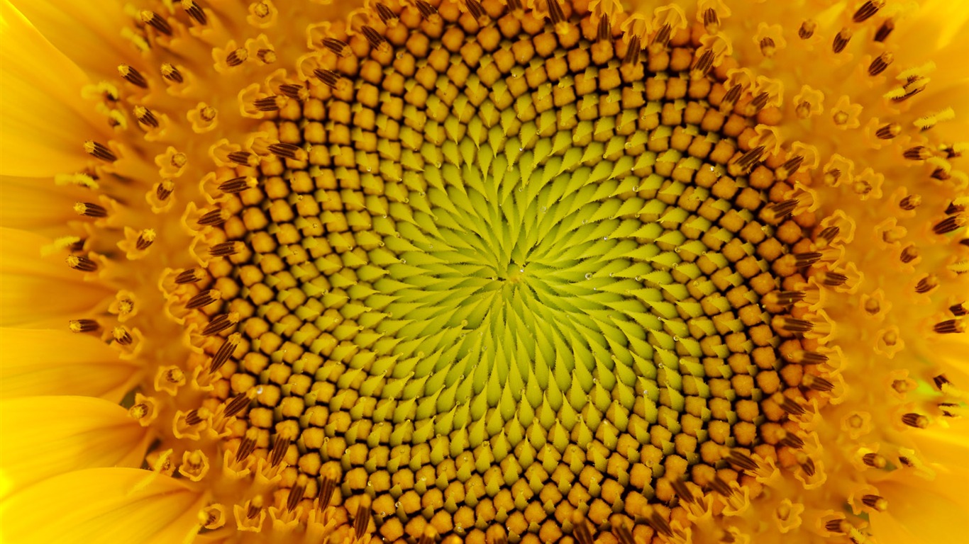 陽光 葵花寫真高清壁紙 #30 - 1366x768