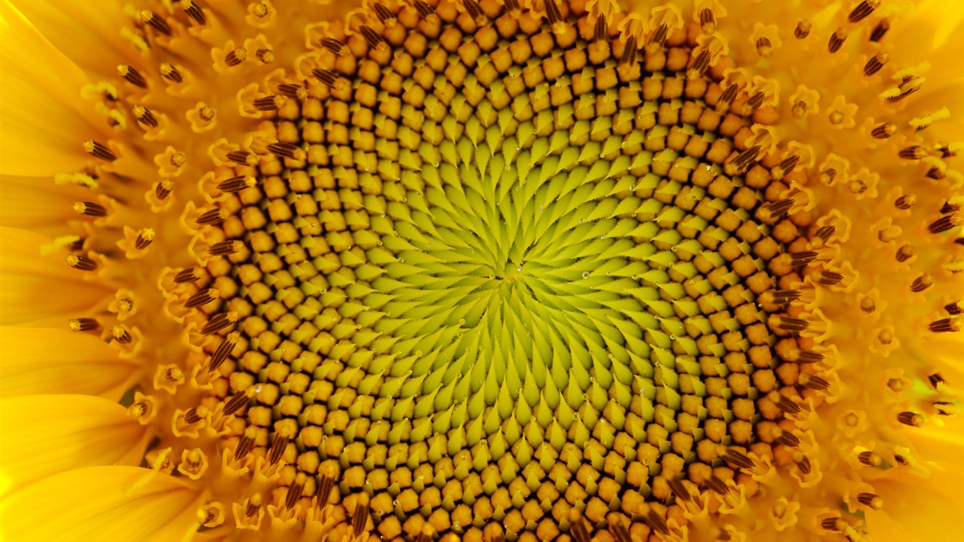 Soleado foto de girasol HD Wallpapers #30 - 1366x768