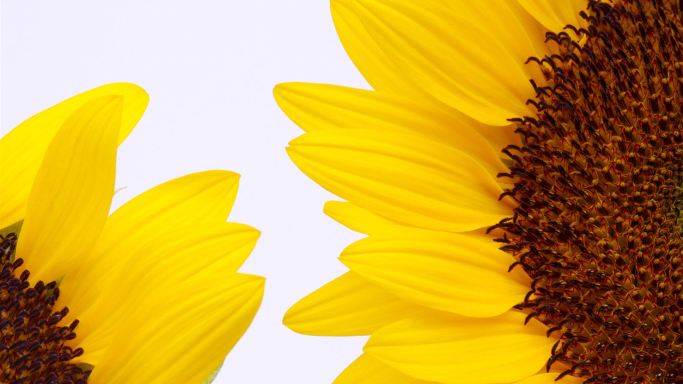 Sunny sunflower photo HD Wallpapers #31 - 1366x768