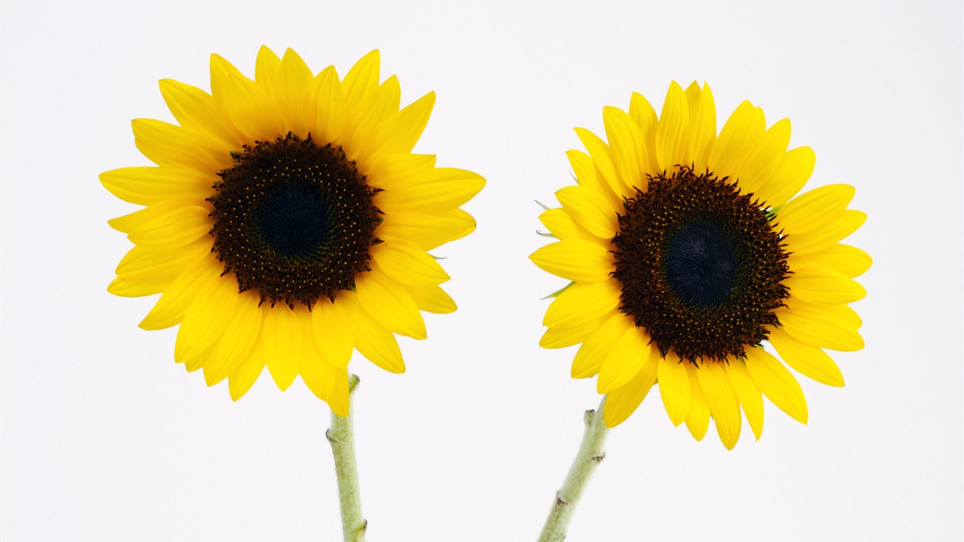 Sunny sunflower photo HD Wallpapers #32 - 1366x768