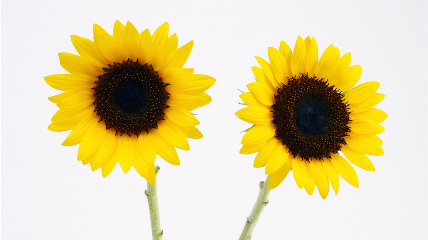 Sunny photo de tournesol HD Wallpapers #32 - 1366x768