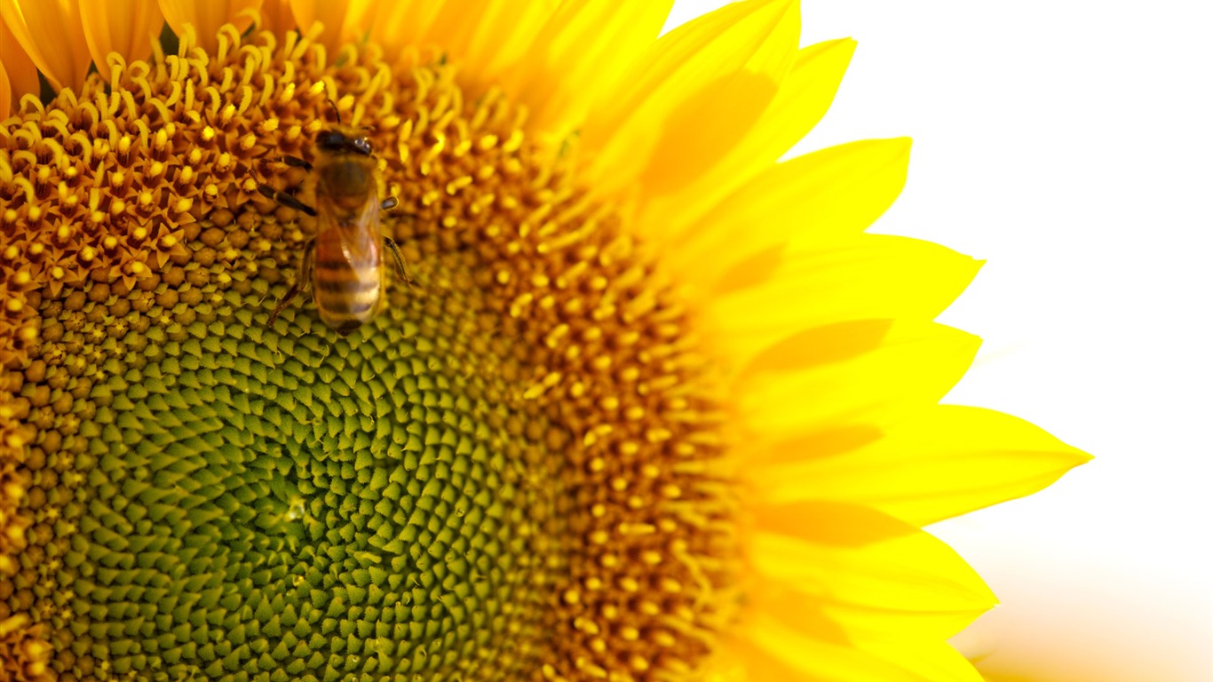 Sunny sunflower photo HD Wallpapers #33 - 1366x768