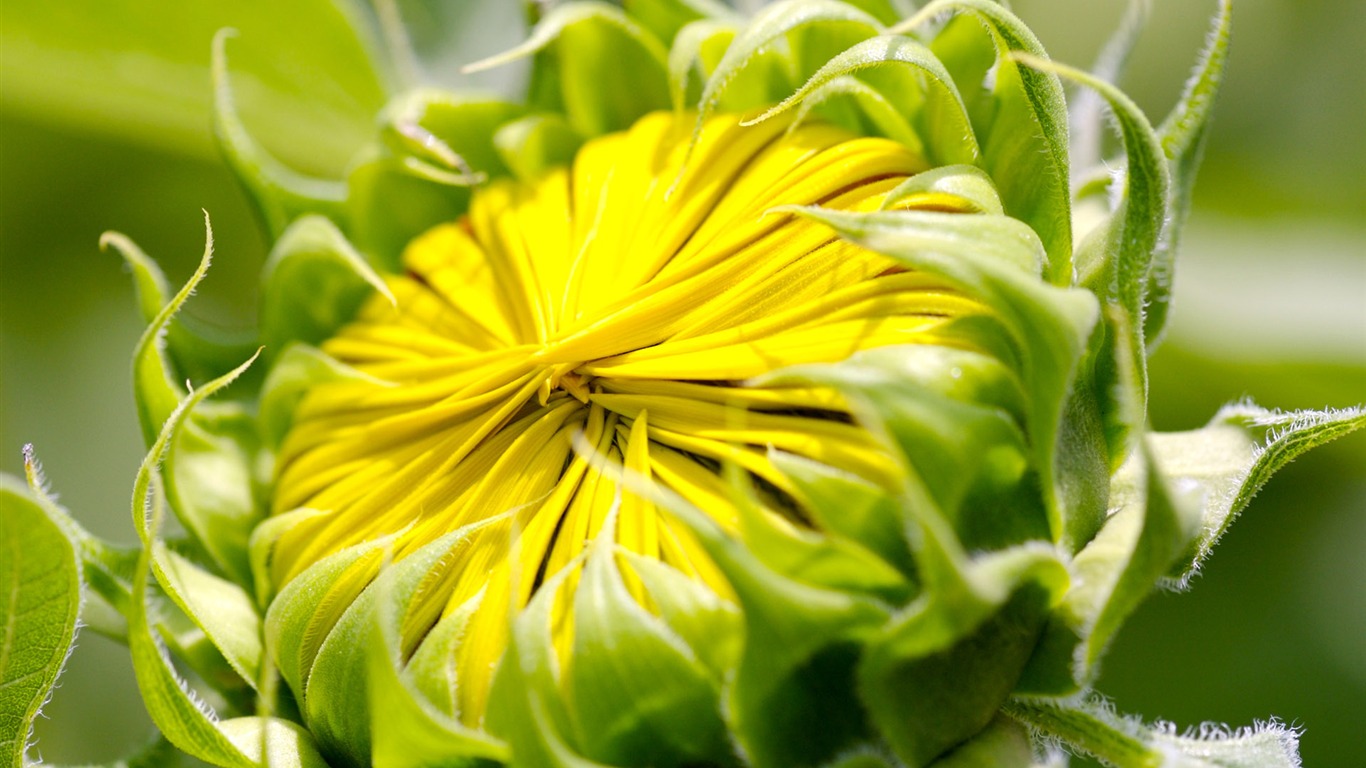 Sunny sunflower photo HD Wallpapers #34 - 1366x768
