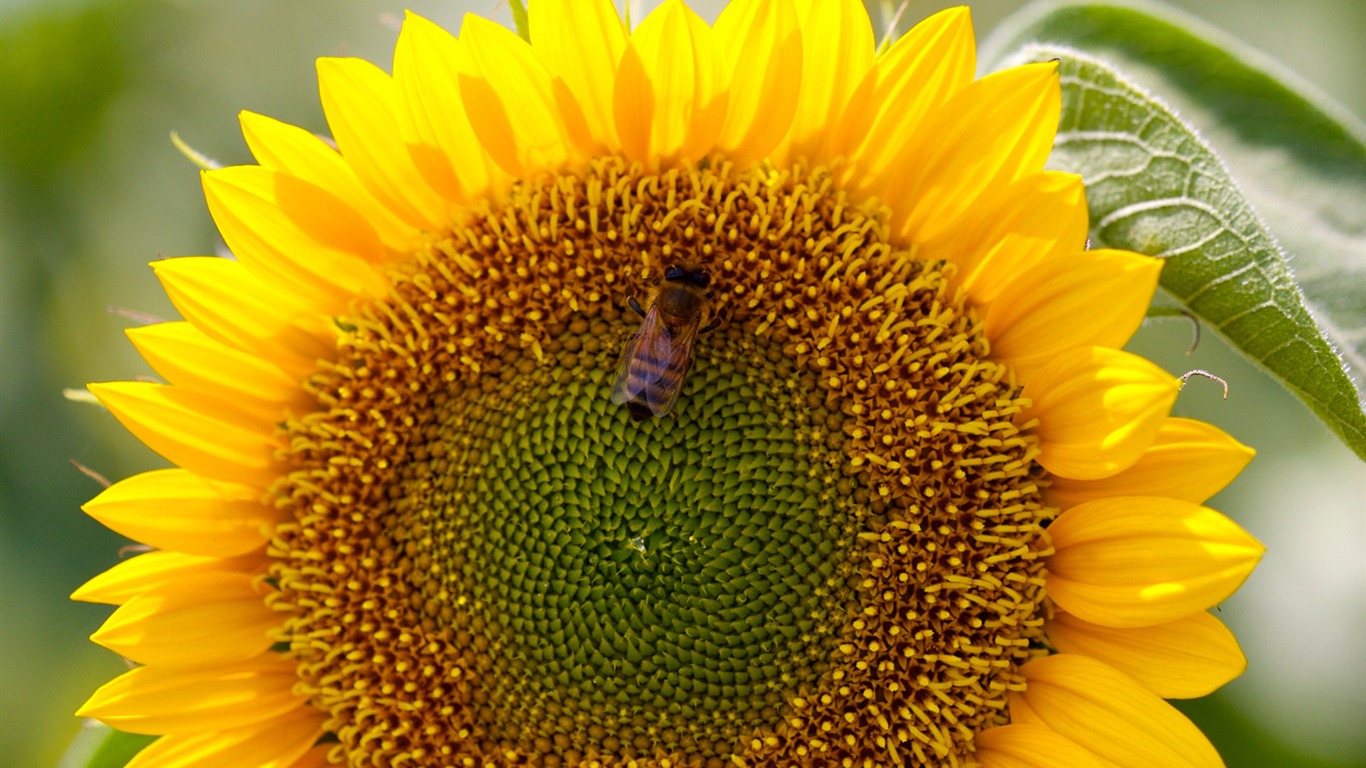 陽光 葵花寫真高清壁紙 #35 - 1366x768
