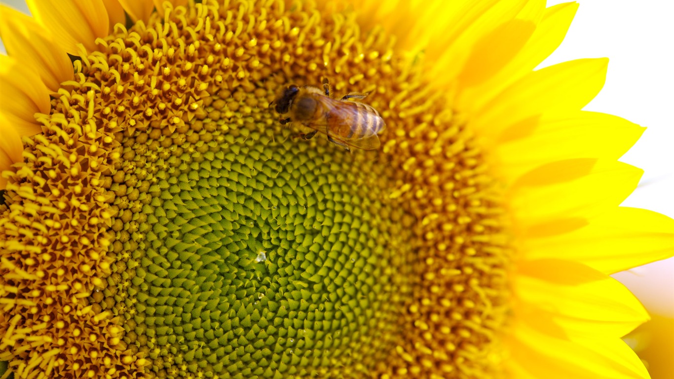 Sunny sunflower photo HD Wallpapers #36 - 1366x768