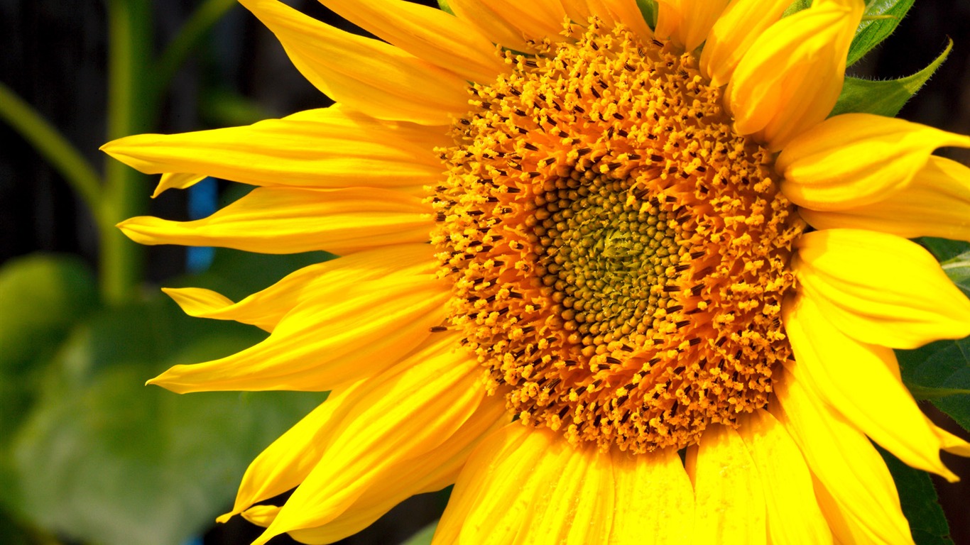 Sunny sunflower photo HD Wallpapers #37 - 1366x768