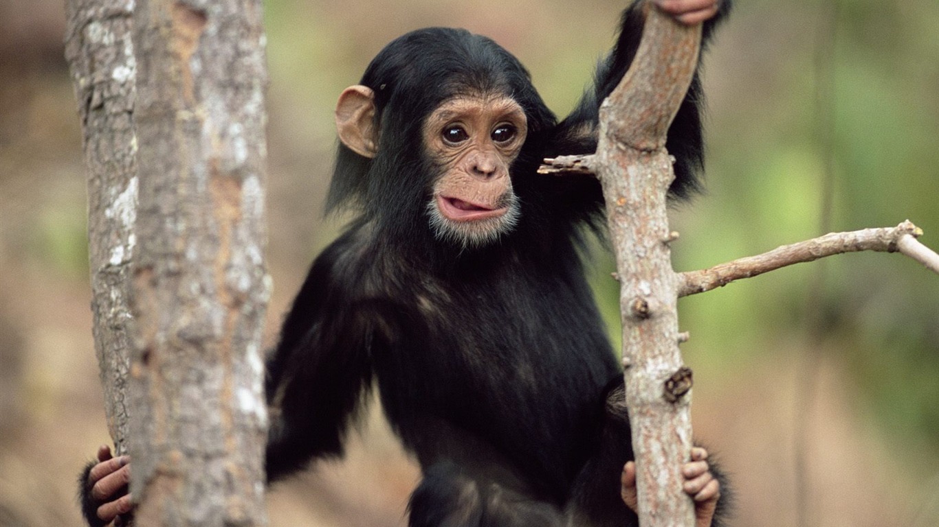 Webshots Animal Wallpapers (1) #9 - 1366x768