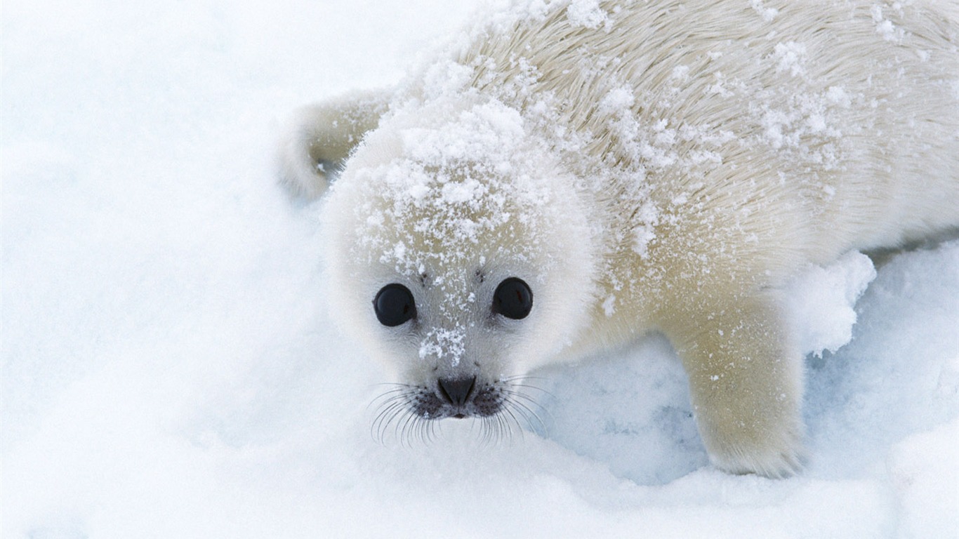 動物寫真壁紙之海獅 #4 - 1366x768