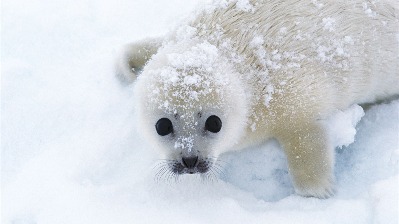 Animals of the Sea Lion Photo Wallpaper #4 - 1366x768