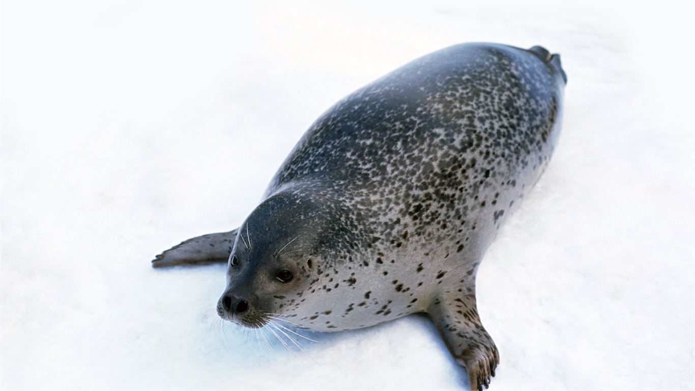 動物寫真壁紙之海獅 #7 - 1366x768