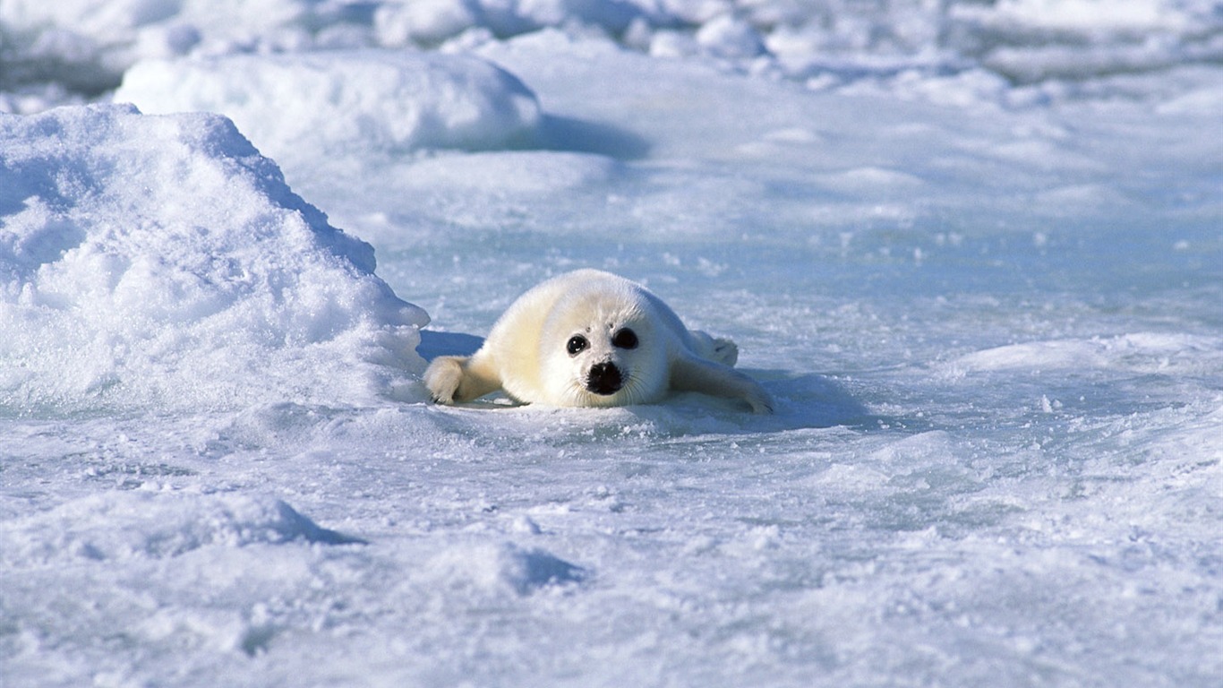 動物寫真壁紙之海獅 #10 - 1366x768